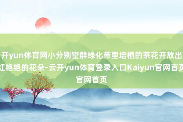 开yun体育网小分别墅群绿化带里培植的茶花开放出红艳艳的花朵-云开yun体育登录入口Kaiyun官网首页